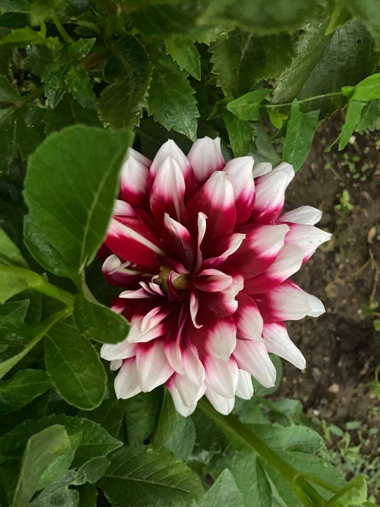 'Duet' is Pittsburgh's famous dahlia, bred by the late Fred Scott ...